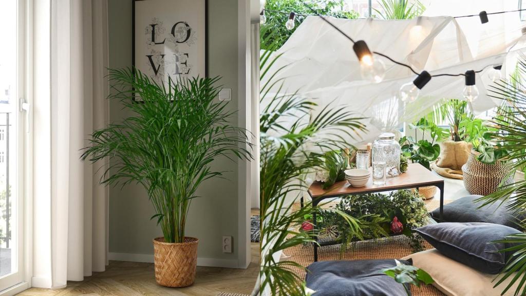 La planta de Ikea que elimina la condensación y está triunfando en España.