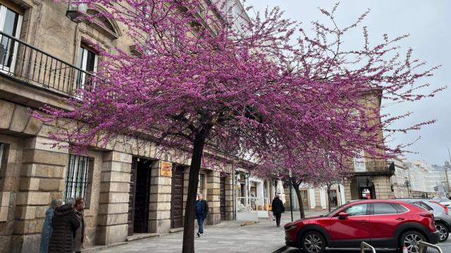 Árbol del Amor o Cercis siliquastrum” en la Marina de A Coruña