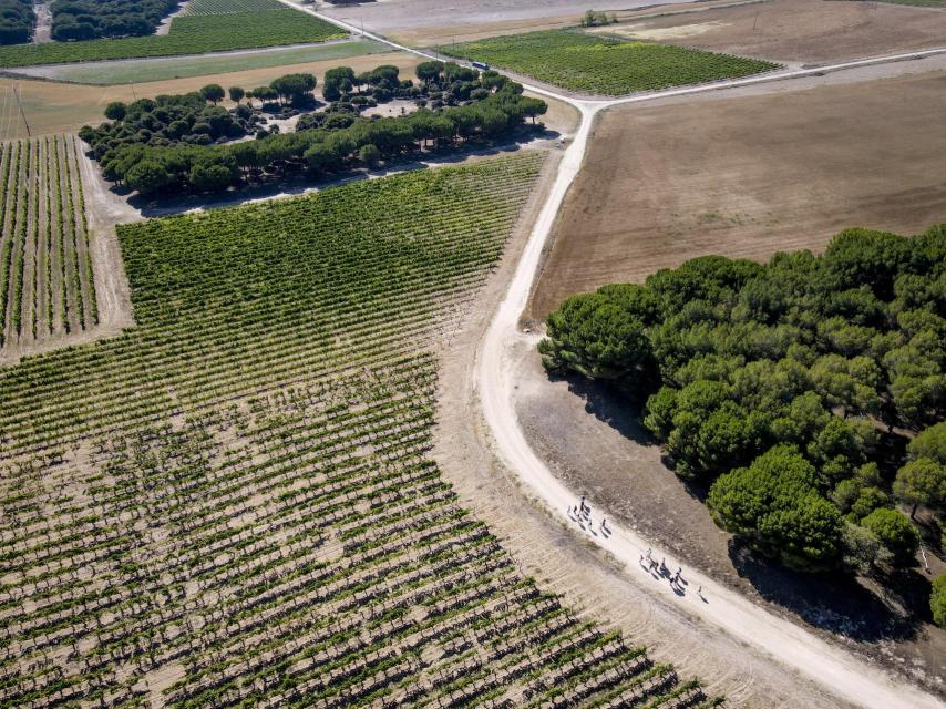 Viñedo biodinámico