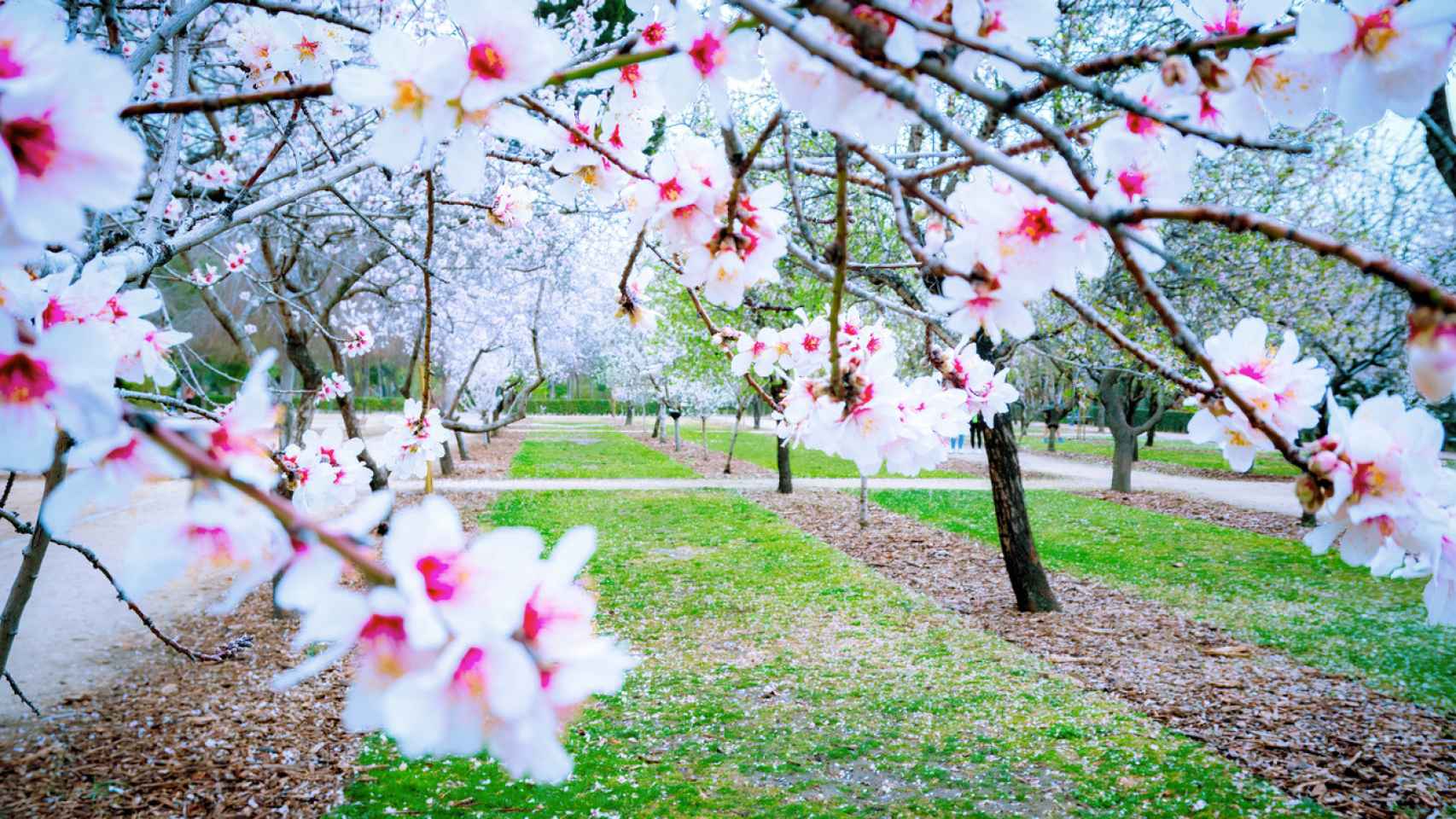 Almendros en flor en el  Parque del Retiro de Madrid