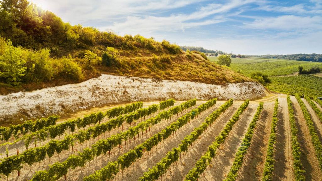 Rémy Martin cuenta con tierras en Grande y Petite Champange.