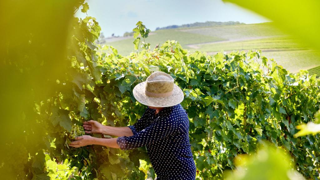 Vendimia a mano en las viñas de Rémy Martin.