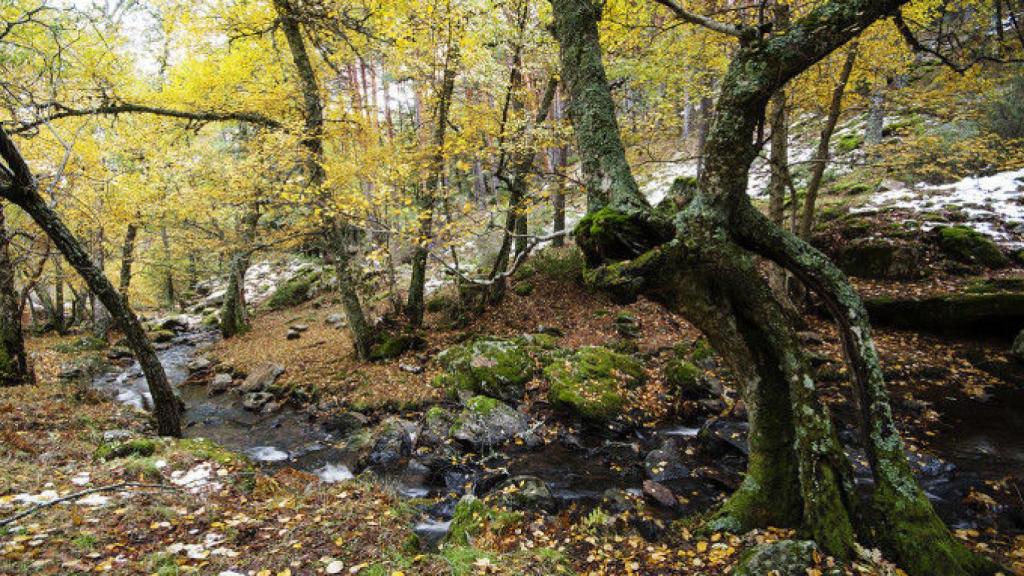 Senda ecológica de Canencia.