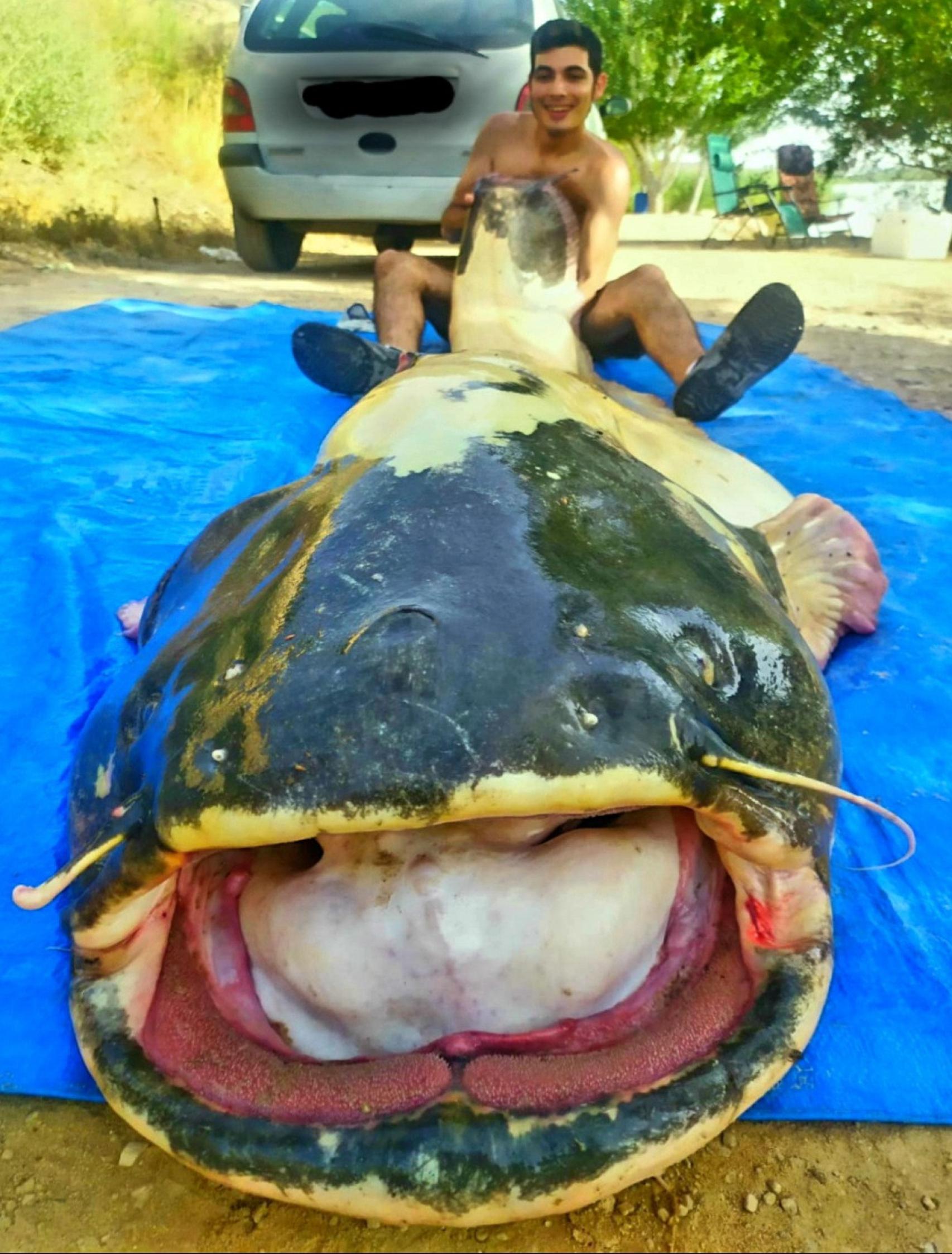 El siluro albino que pescó en el río Ebro, a su paso por Mequinenza (Zaragoza)