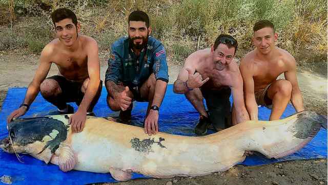 El vallisoletano Enrique Sanz junto con sus amigos tras capturar un siluro albino de cien kilos