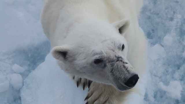 Imagen de archivo de un oso polar.