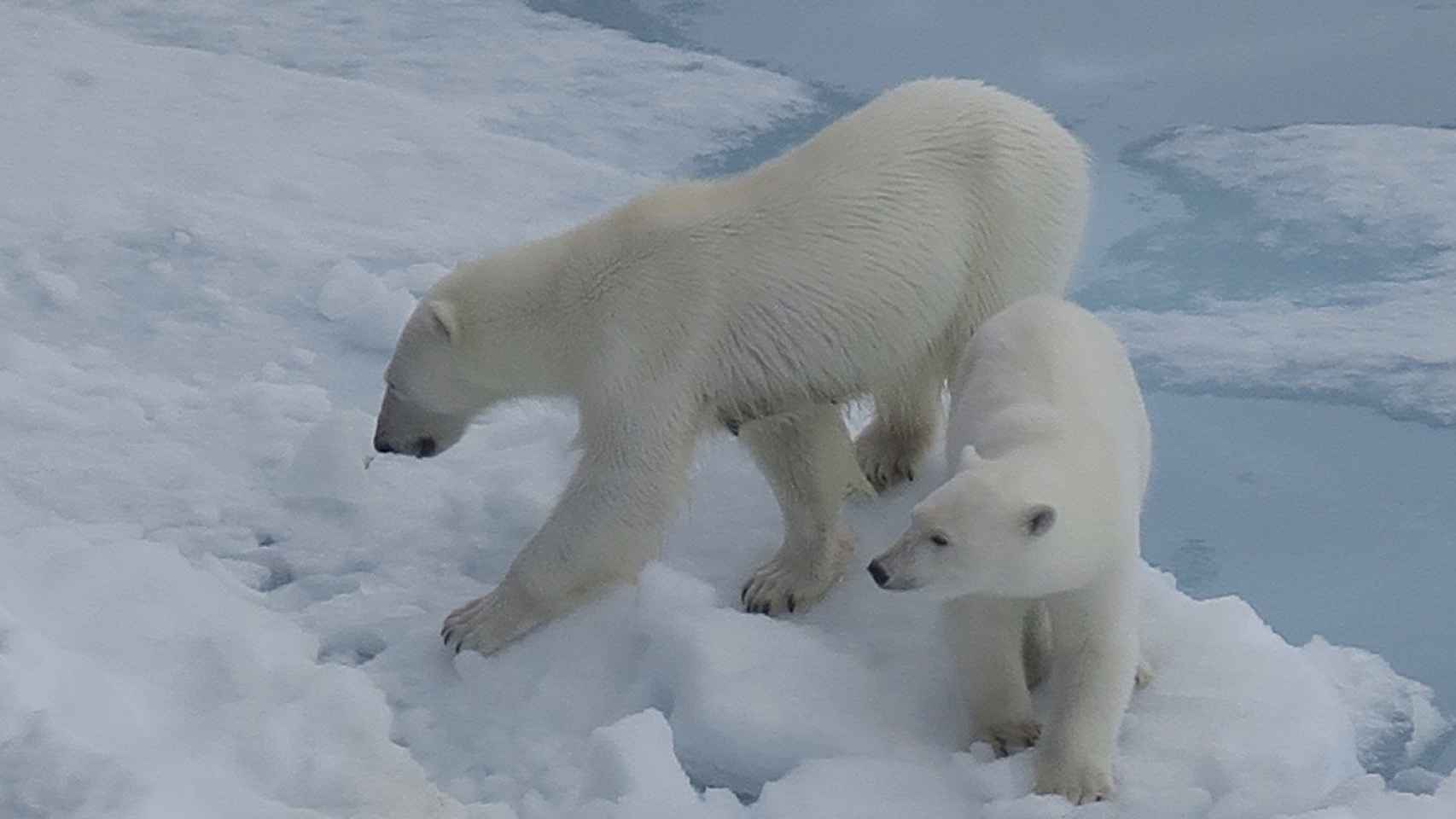 Imagen de archivo de dos osos polares.