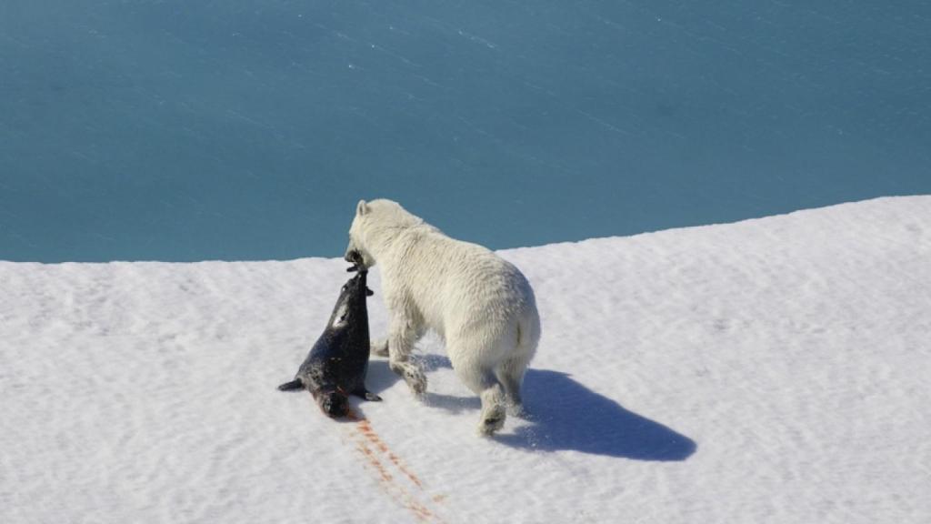 Imagen de archivo de un oso polar.