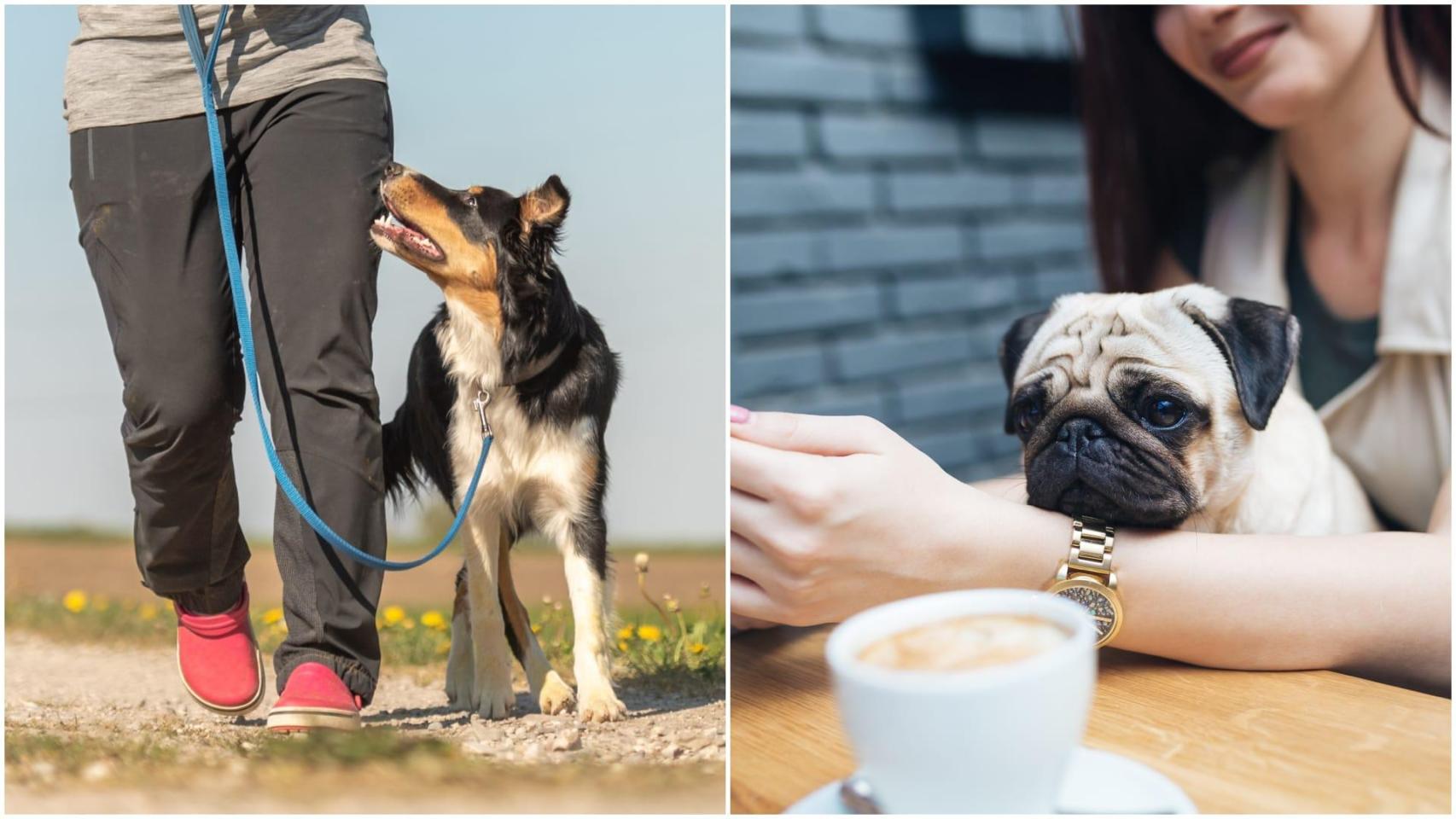 Cinco divertidos planes en A Coruña y su área para disfrutar con perros esta Semana Santa