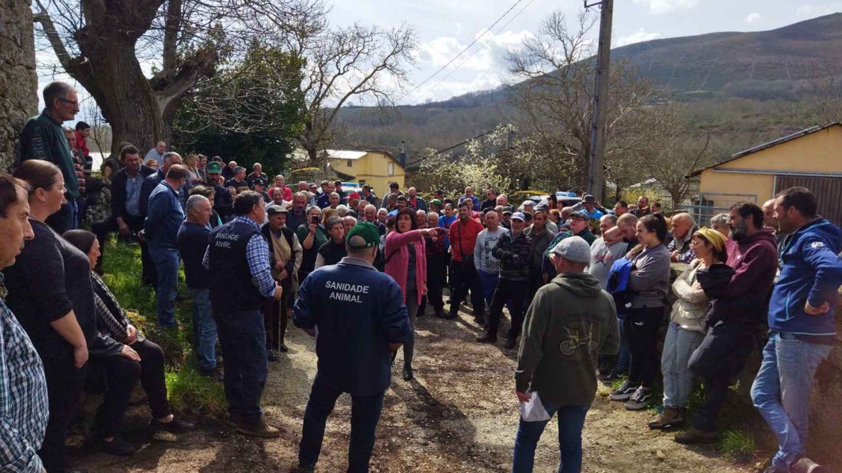 Protesta de los ganaderos por el sacrificio de vacas en Manzaneda.