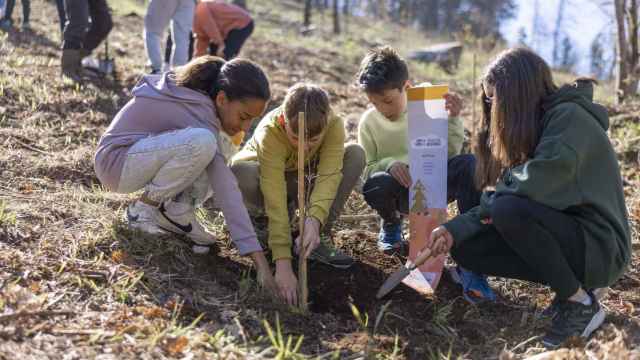 Plantación de castaños en el CEIP Coutada Beade organizada por Vegalsa-Eroski.