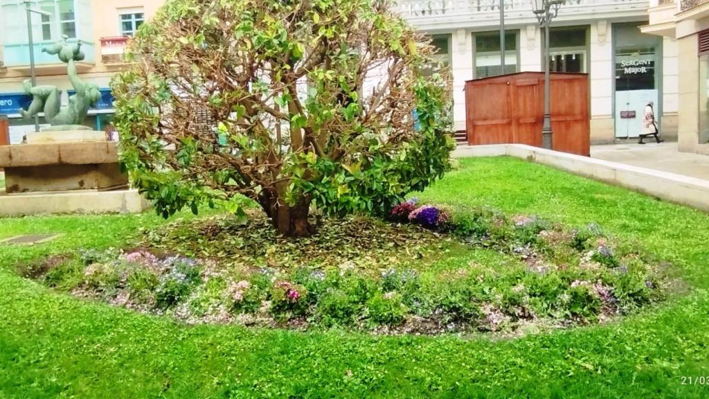 Flores del Ayuntamiento de Zamora destrozadas por el granizo