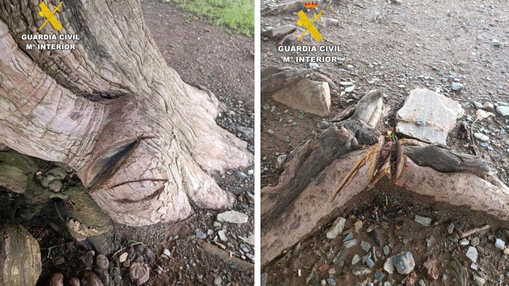 El tejo milenario dañado por un vecino de Valladolid en El Bierzo