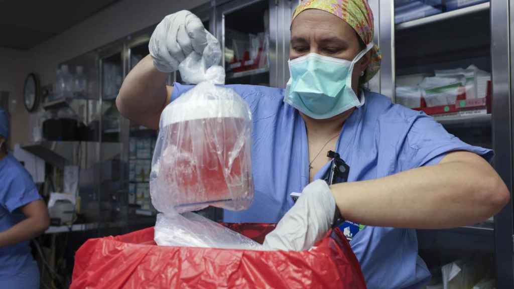 Una enfermera extrae el riñón de cerdo antes de trasplantarlo al paciente.