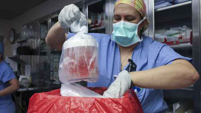 Una enfermera extrae el riñón de cerdo antes de trasplantarlo al paciente.