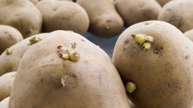 El sencillo truco para conservar las patatas y que duren más (sin germinar ni ponerse verdes).