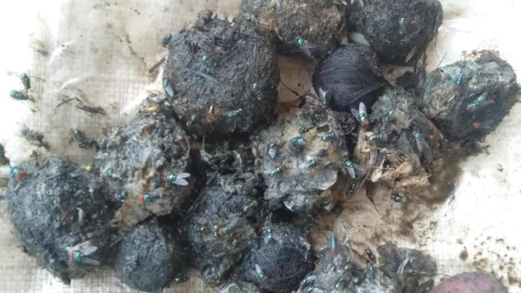 Las bombas, llamadas 'jaw bombs' o 'hakka patas' son escondidas en frutas y hortalizas como sandías o calabazas y explotan en la boca de los elefantes.