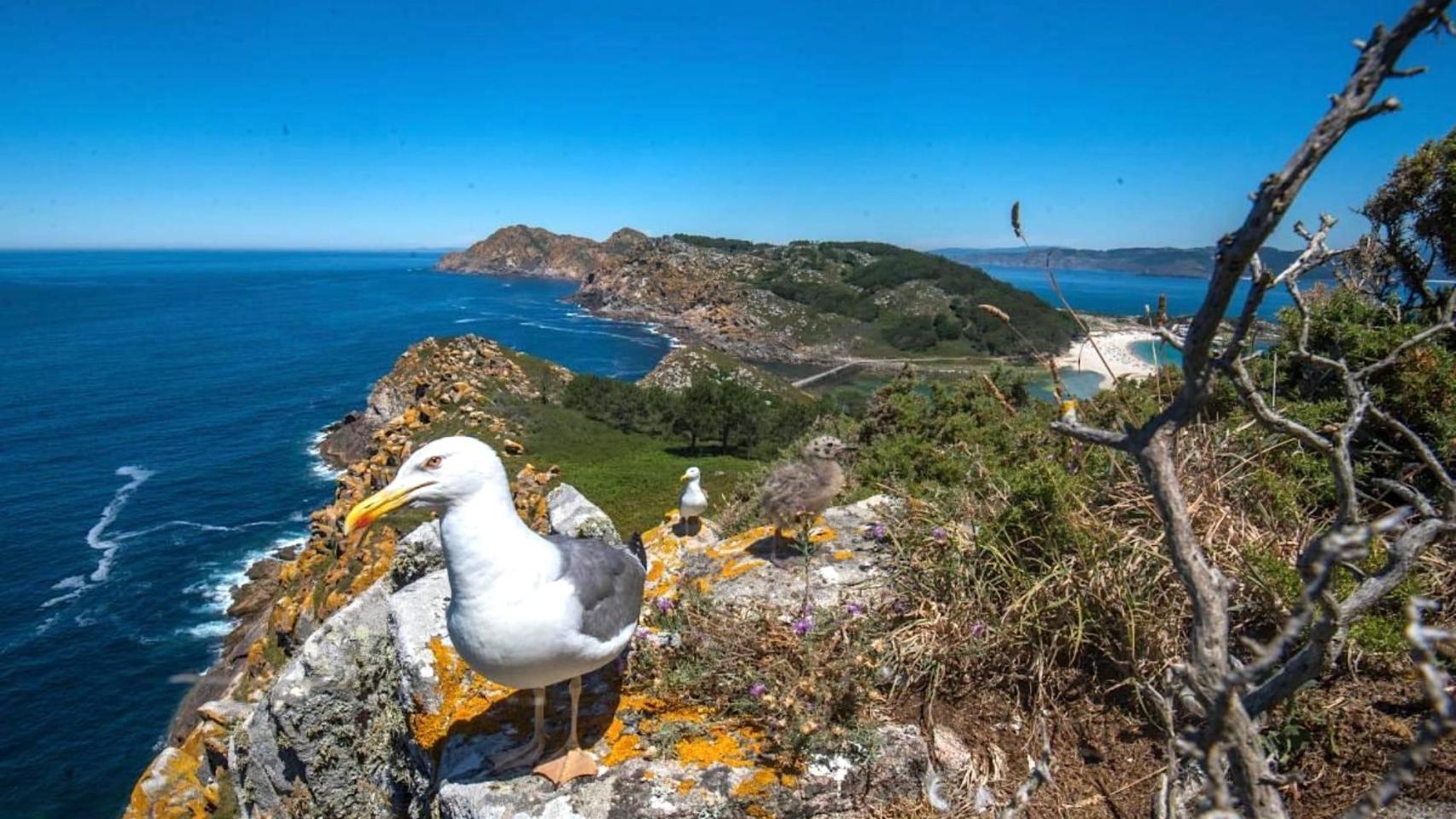 Turismo ornitológico en Galicia: Los 15 mejores lugares desde los que avistar pájaros