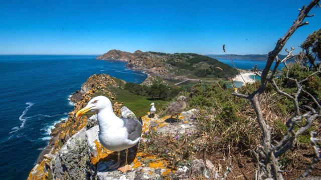 Turismo ornitológico en Galicia: Los 15 mejores lugares desde los que avistar pájaros
