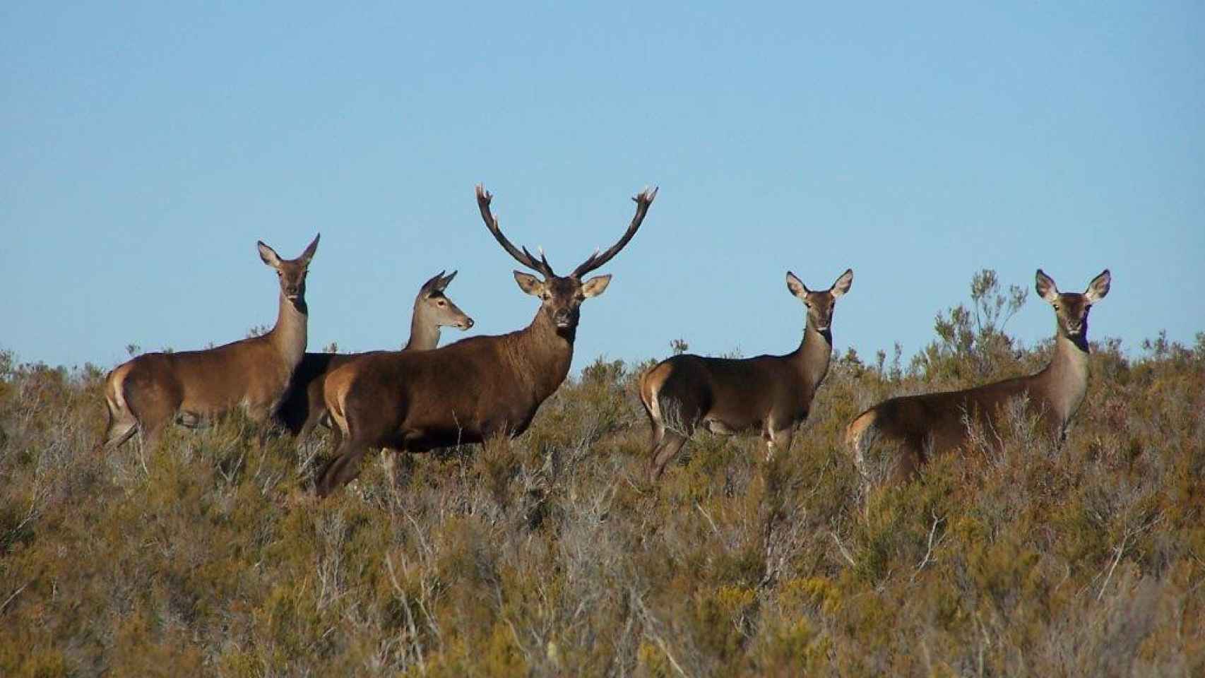 Ciervos en la Reserva de Caza Sierra de la Culebra