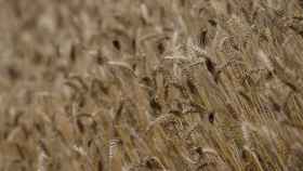 La UE impone por primera vez sanciones a los cereales de Rusia