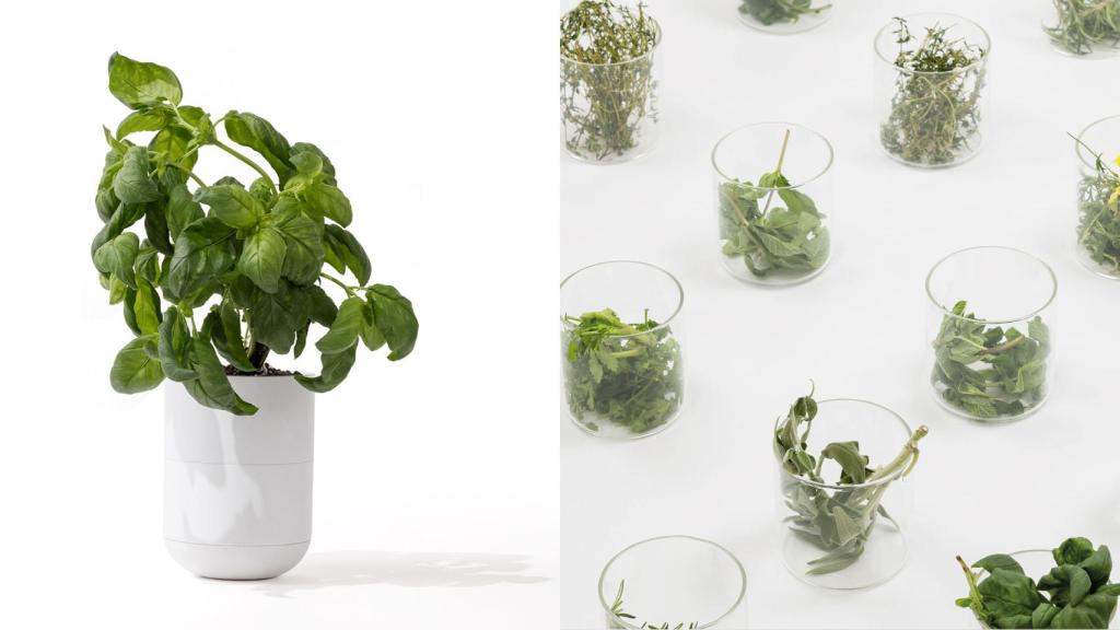 La maceta de la lámpara de Moss y hiervas cultivadas en ella.