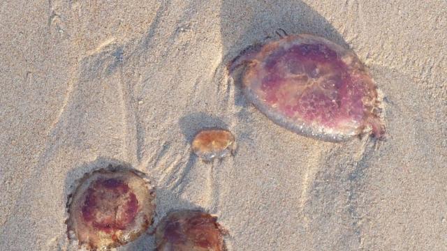 Medusas en San Amaro