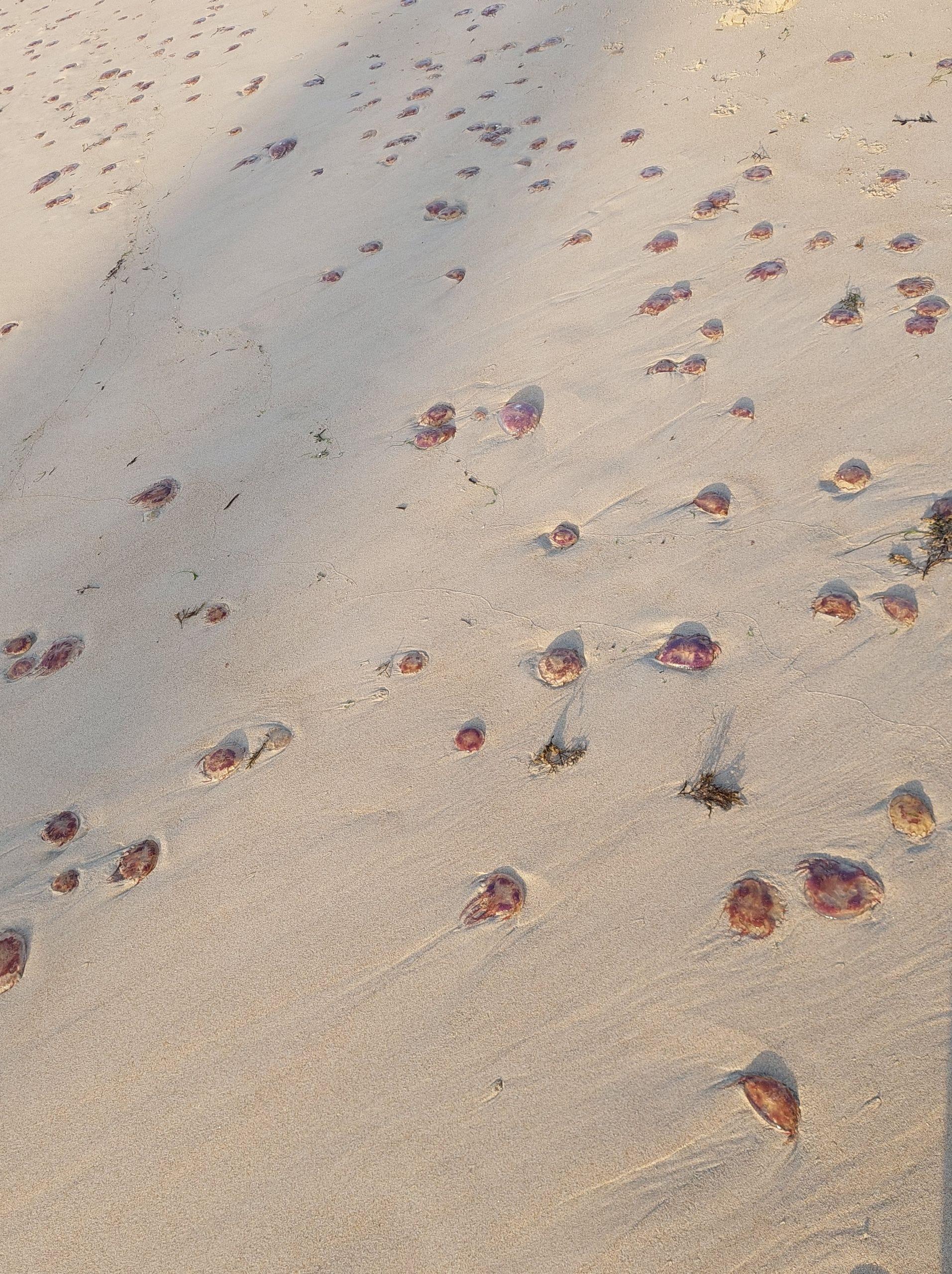 Medusas en la playa de San Amaro