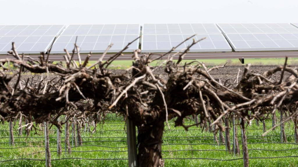 WineSolar de Iberdrola en Guadamur (Toledo). Foto: Javier Longobardo.