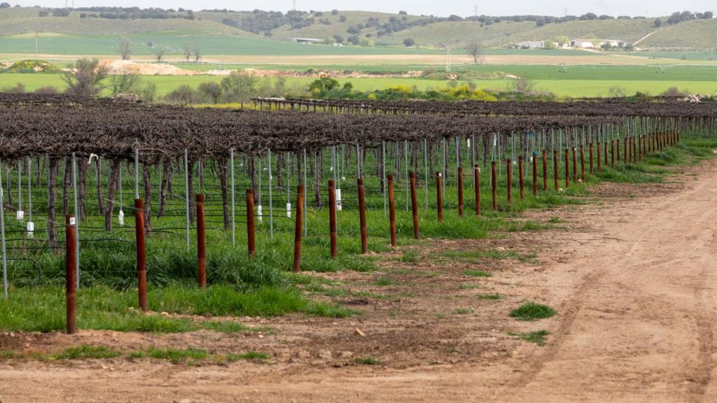 WineSolar de Iberdrola en Guadamur (Toledo). Foto: Javier Longobardo.