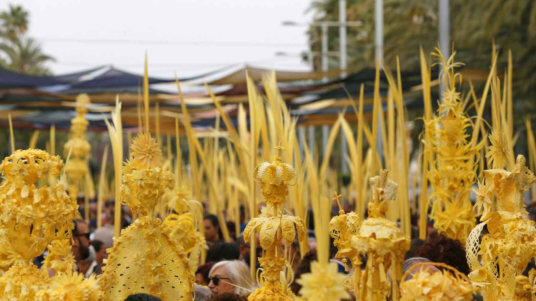 Miles de personas recorren con sus palmas blancas las calles de Elche en la procesión del Domingo de Ramos