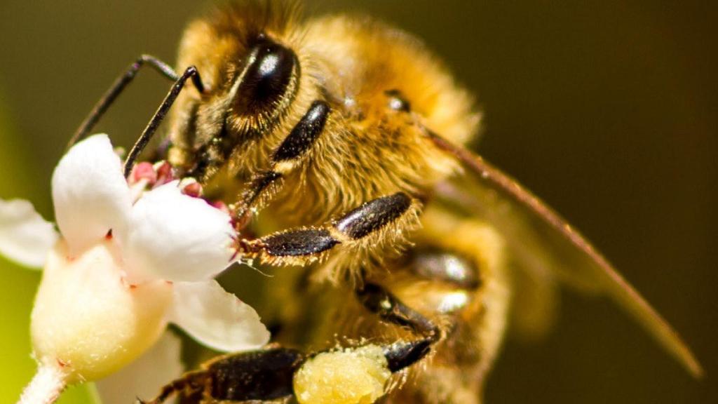 Abeja junto a una flor