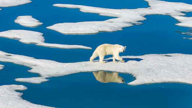 Imagen de archivo de un oso polar caminando entre hielo derretido en el Ártico.
