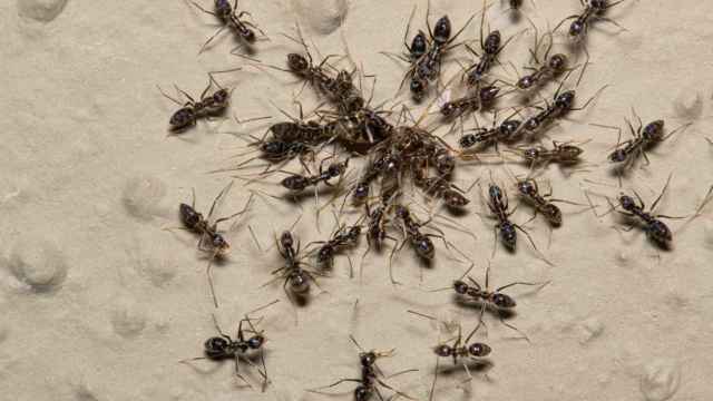 Hormigas locas ('Paratrechina longicornis') pululando y atacando a una hormiga más grande.