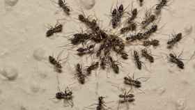 Hormigas locas ('Paratrechina longicornis') pululando y atacando a una hormiga más grande.