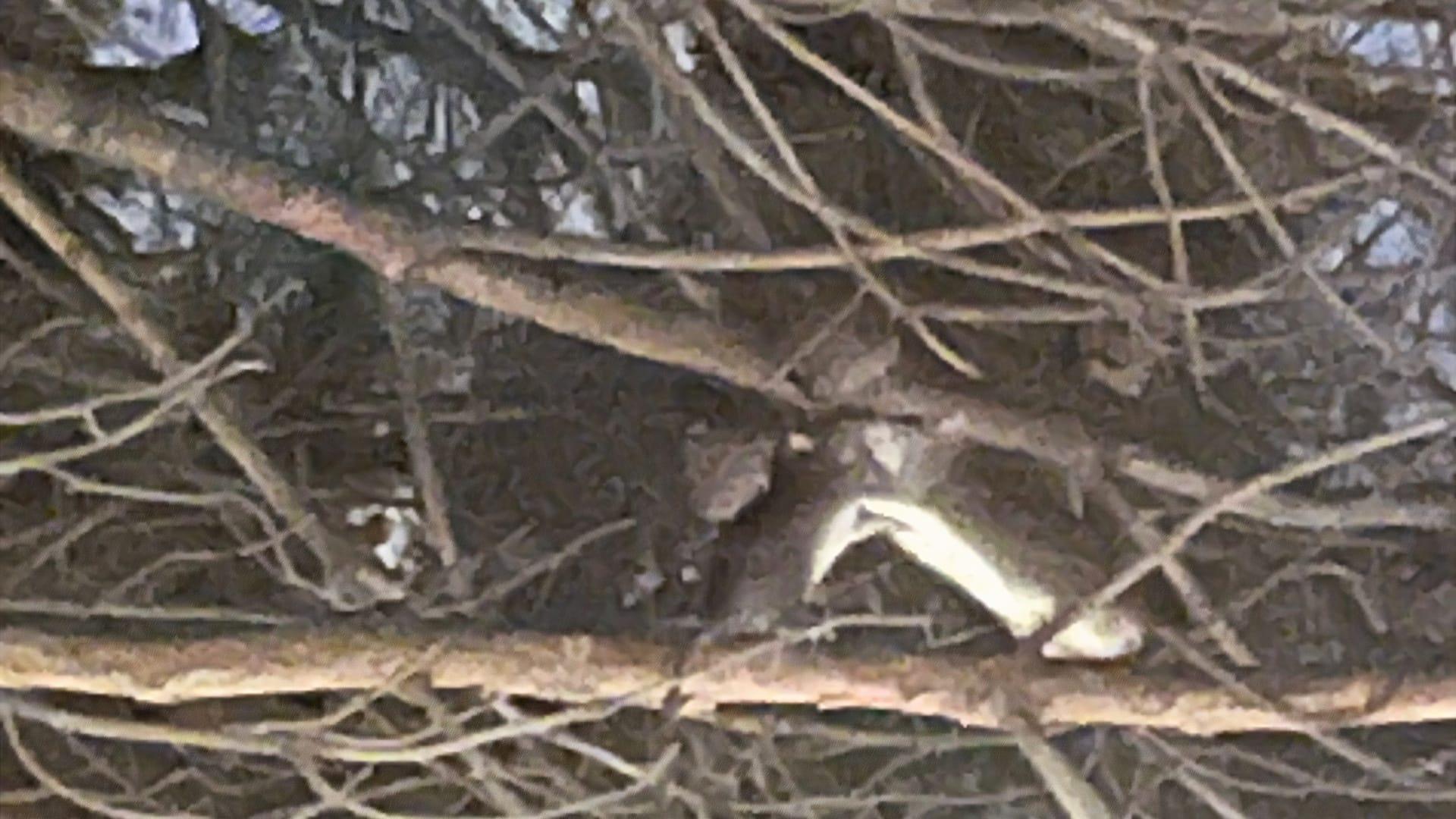 Dos ratas en uno de los árboles de los Jardines de Méndez Núñez