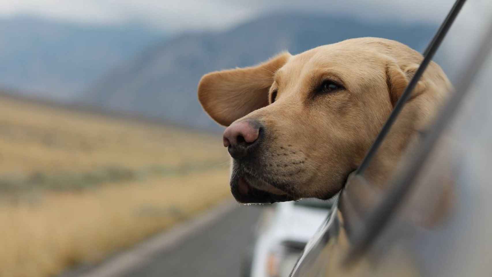 Imagen de archivo de un perro en un coche.