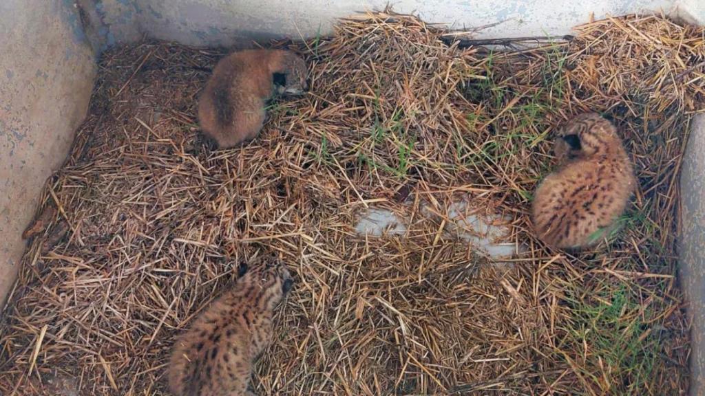 Linces hallados en Toledo. Foto: Guardia Civil.