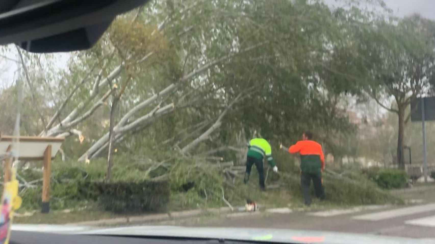 Caída de un árbol en la avenida del Nazareno en San Frontis