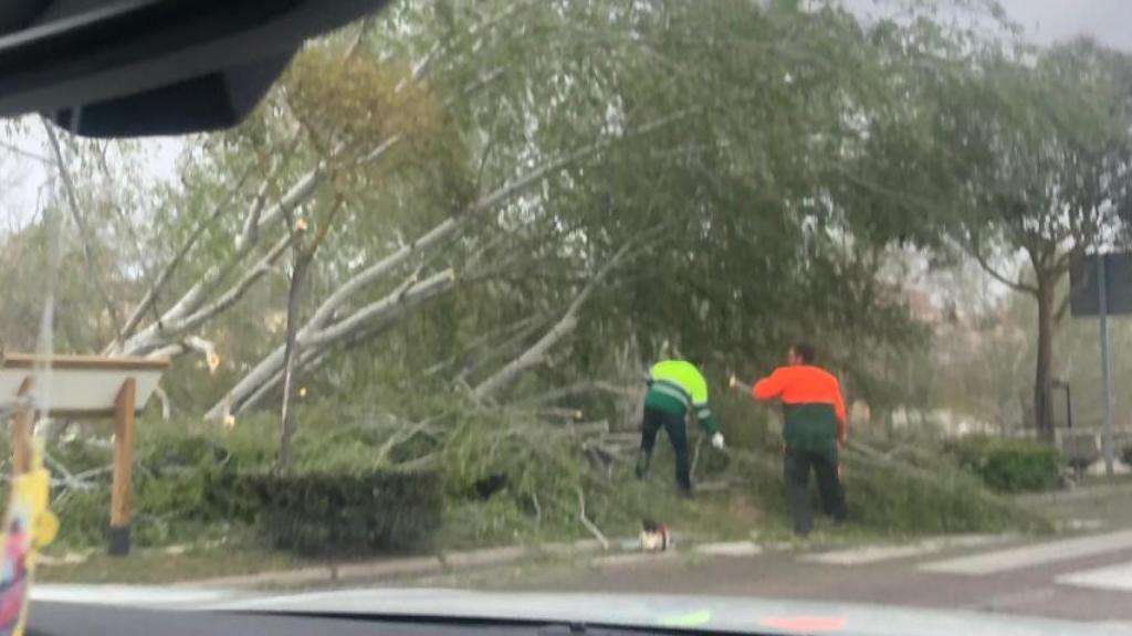 Caída de un árbol en la avenida del Nazareno en San Frontis