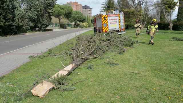 Los bomberos retiran un árbol caído por el viento en una calle de Valladolid