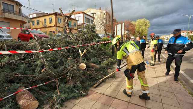 Árboles caídos en Ciudad Rodrigo motivados por las fuertes rachas de viento