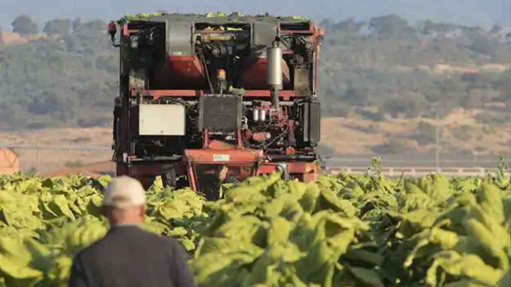 El 94% de las explotaciones con cultivo de tabaco en España se encuentran en Extremadura.