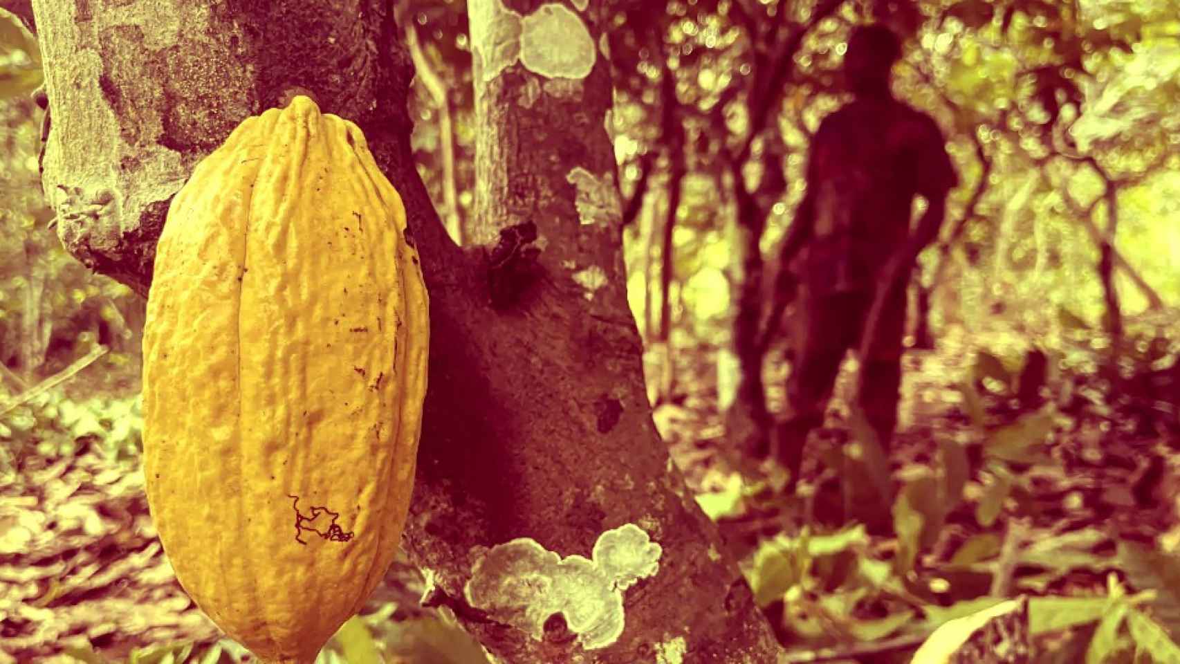 Plantación de cacao