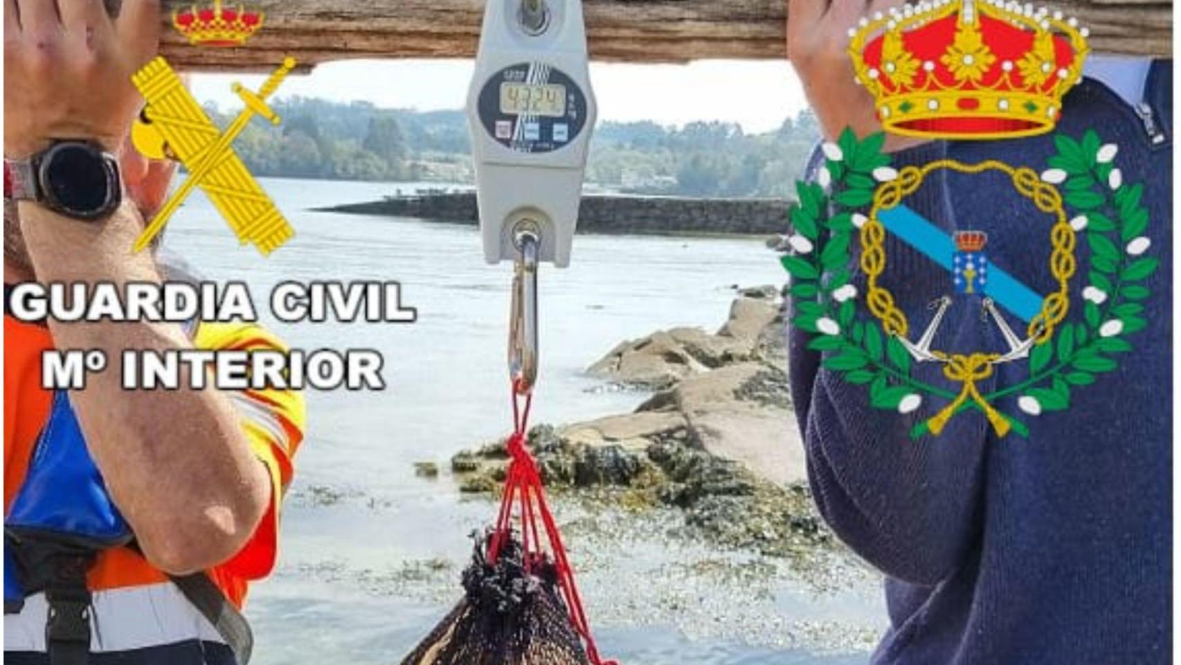 La Guardia Civil y Guardacostas incautan 167 kilos de vieira en Mugardos (A Coruña)