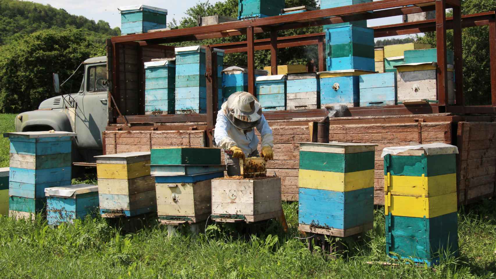Un apicultor trabaja en su explotación.