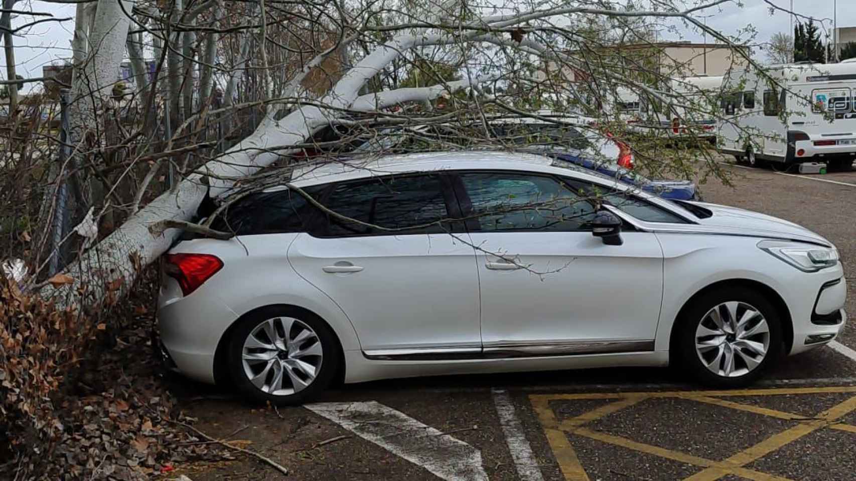 Un árbol de grandes dimensiones cae sobre varios coches del aparcamiento de Ifeza