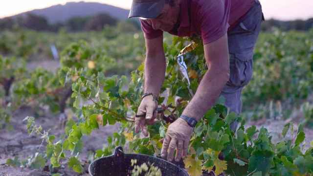 Un hombre trabaja en la vendimia, en un viñedo de la bodega de Las Moradas de San Martín, en agosto de 2021.