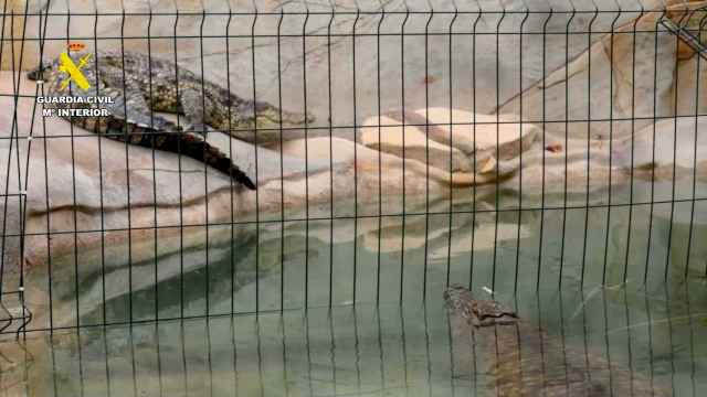 Los dos cocodrilos del Nilo rescatados por el Seprona en la partida El Moralet de Alicante.