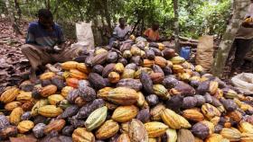 Imagen de archivo de agricultores sentados junto a una pila de vainas de cacao en una granja.